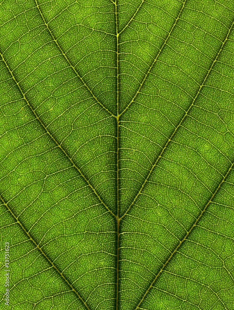Texture of leaf Texture of leaf