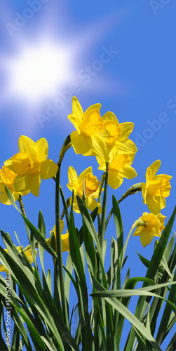 Fototapeta Naklejka Na Ścianę i Meble -  Osterglocken vor blauem Himmel
