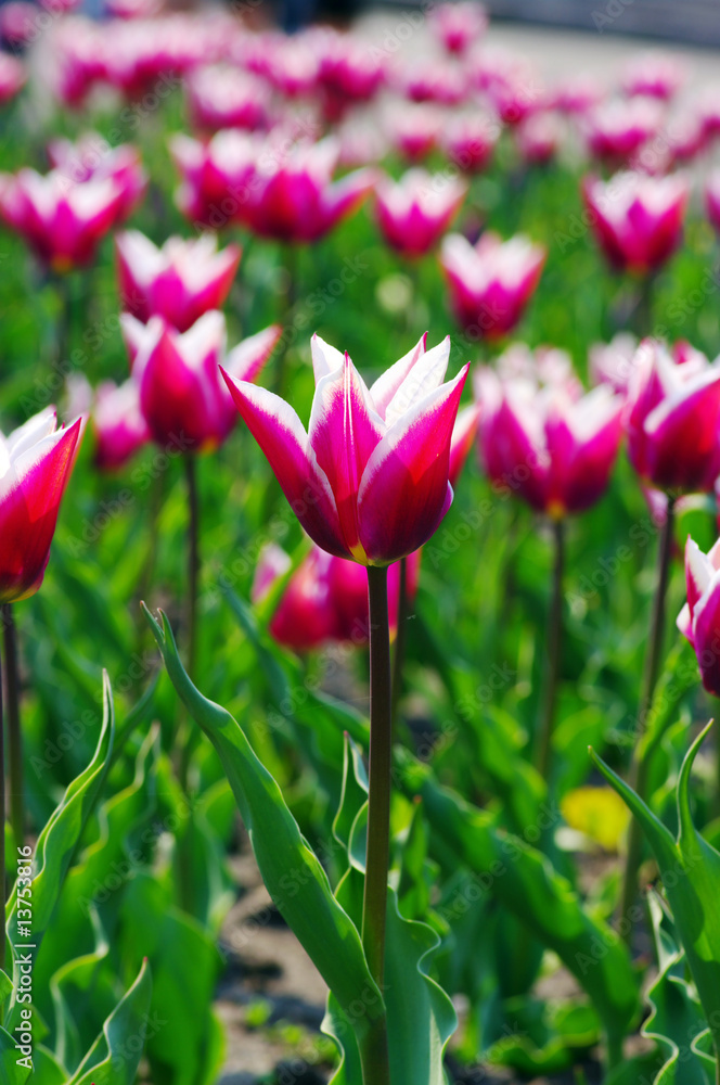 Fototapeta premium Field of Pink Tulips