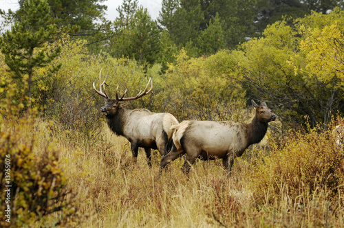 bull and cow elk