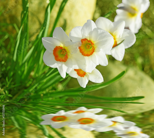 Fototapeta Naklejka Na Ścianę i Meble -  Daffodil