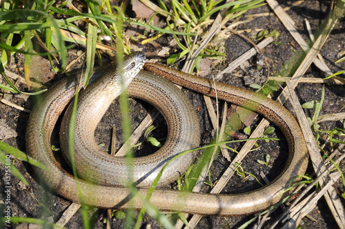 Blindschleiche - Schlange