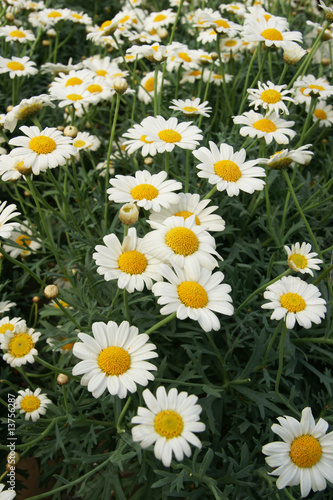 marguerite © Pictures news