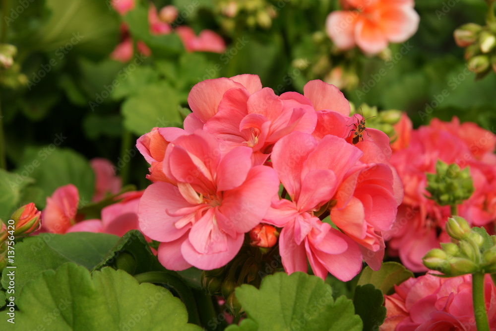 geranium geranium