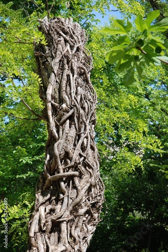 Lierre sec autour d'un arbre