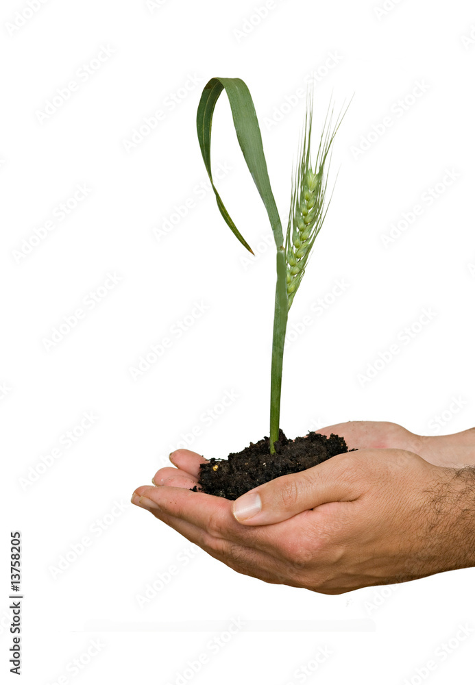 Farmer presenting wheat as a gift of agriculture Farmer presenting wheat as a gift of agriculture