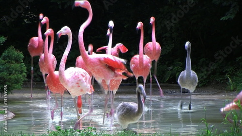 Flamingos Rushing Out Of Water