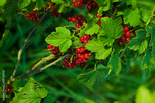 redcurrant