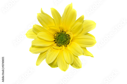 Yellow Daisy Isolated on White