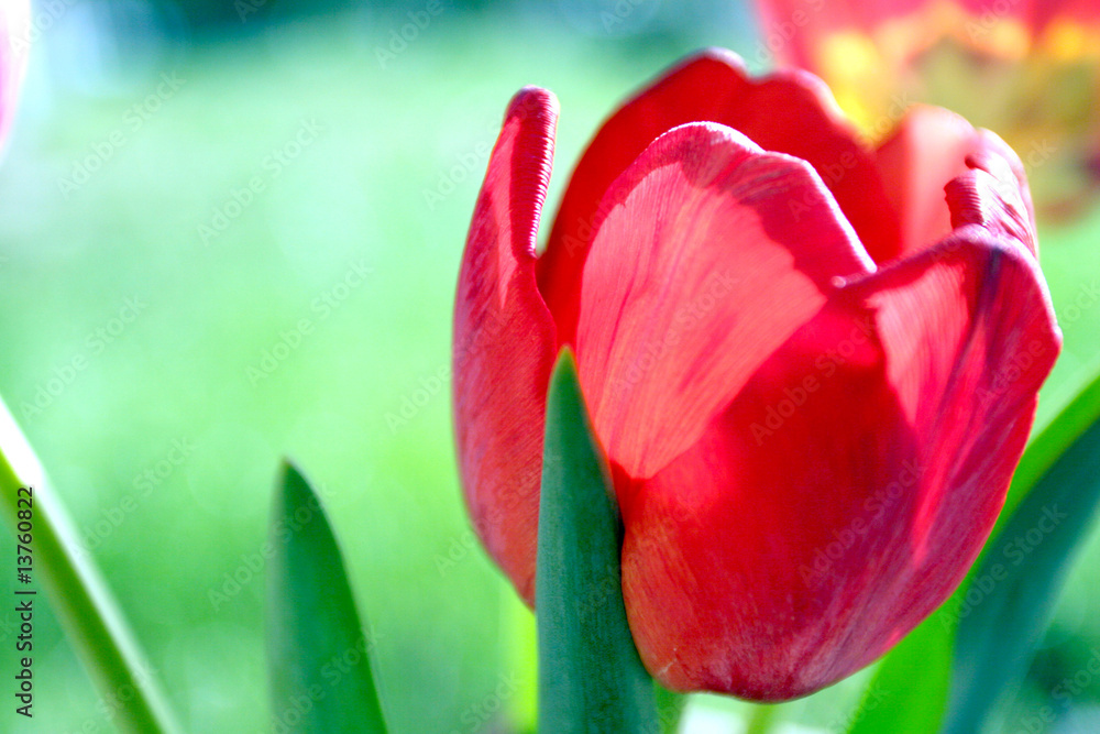 Fototapeta premium Red tulip