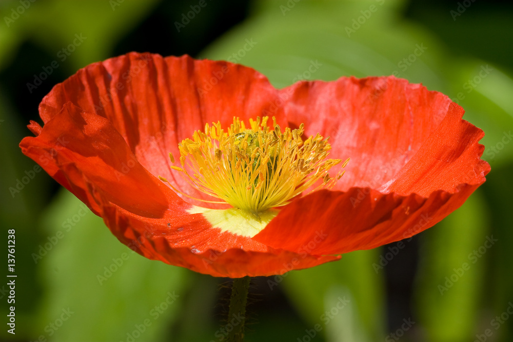 Fototapeta premium coeur