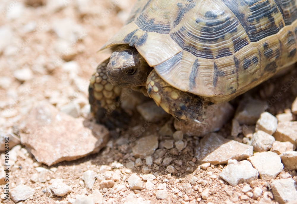 Obraz premium young small desert Turtle