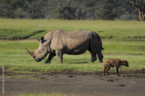 The Rhinoceros  Rhinocerotidae   lake Nakuru  Kenya