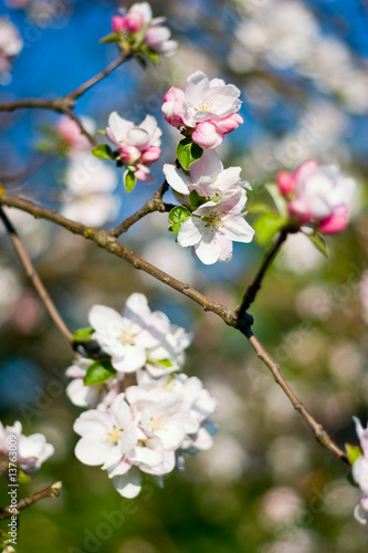 Blüten © Norbert Suessenguth