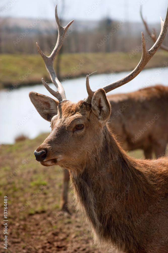 Deer Deer