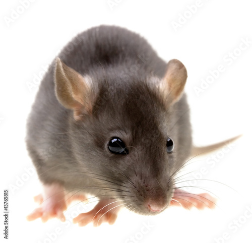 Funny rat isolated on white background