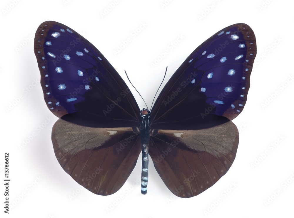 Fototapeta premium Euploea mulciber mulciber (male)