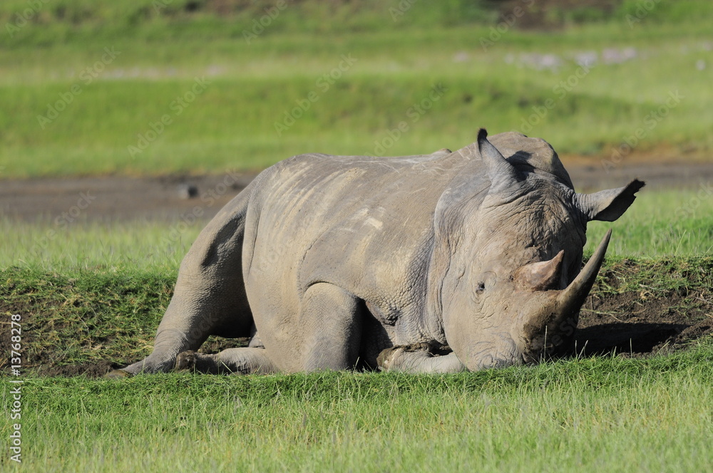 Obraz premium The Rhinoceros (Rhinocerotidae), lake Nakuru, Kenya