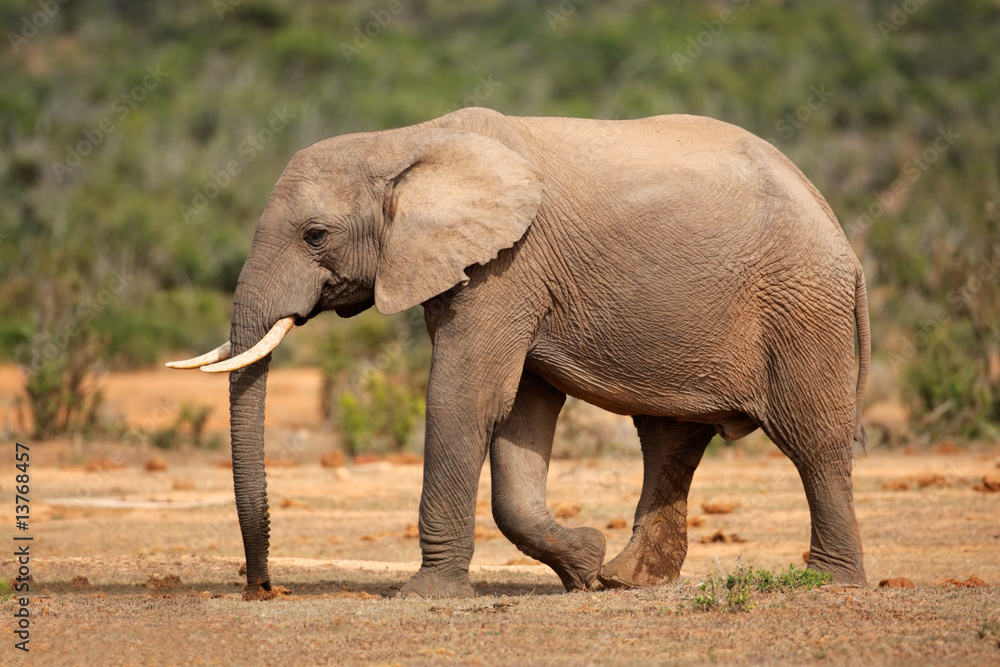 African elephant (Loxodonta africana), South Africa African elephant (Loxodonta africana), South Africa