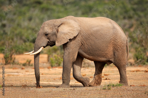 African elephant (Loxodonta africana), South Africa