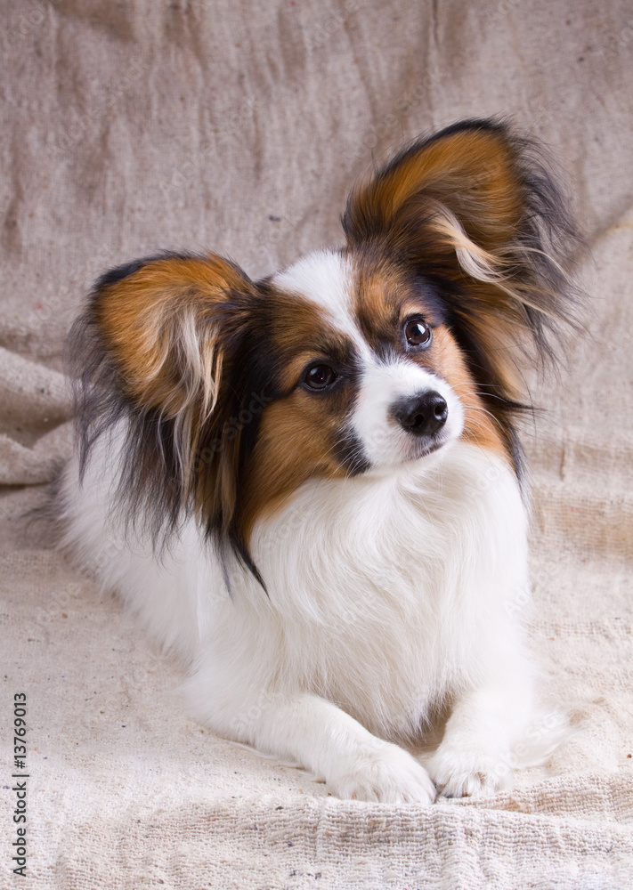 Young papillon Young papillon