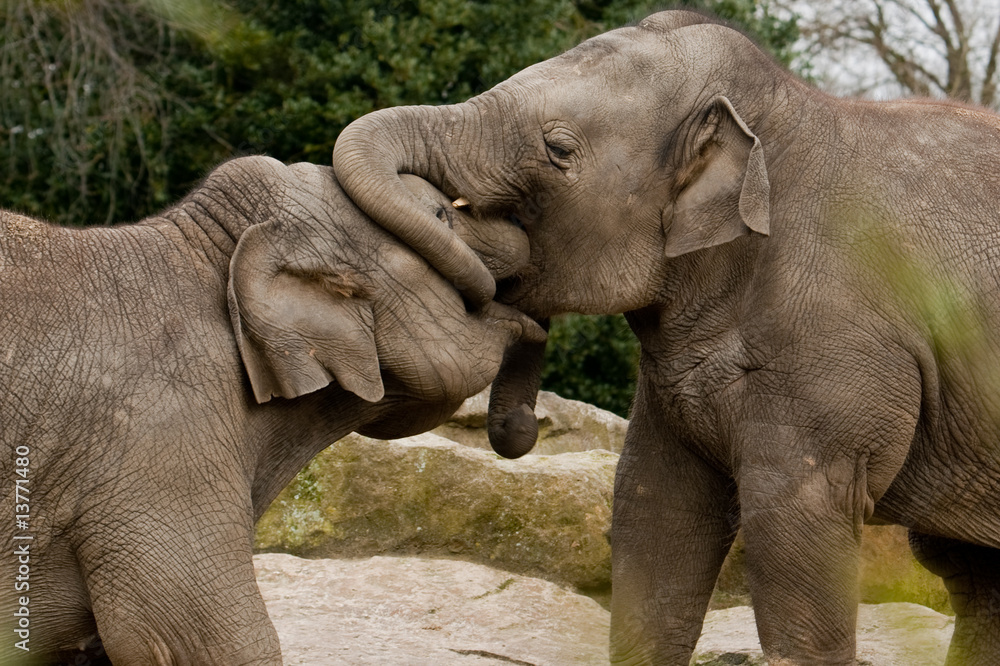 Two young elephant playing and fighting