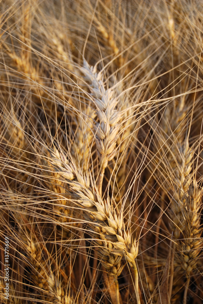 Wheaten field with the ripened ears for harvesting. Wheaten field with the ripened ears for harvesting.