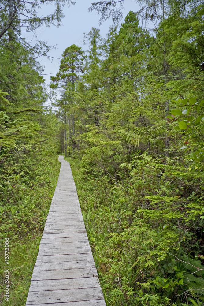 Obraz premium Boardwalk in the Woods