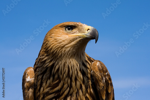 Eagle portrait