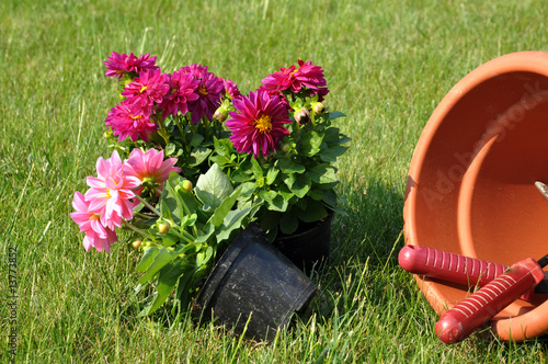 Planting Flowers