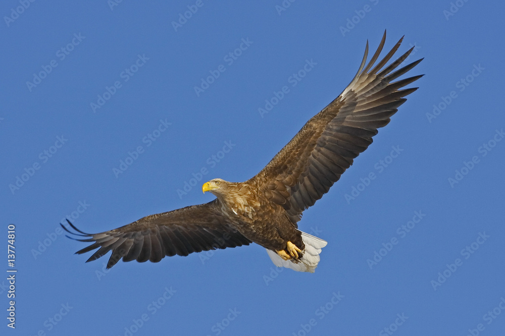 Obraz premium PLANEUR