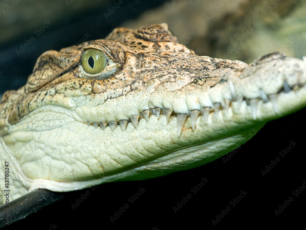 Obraz premium crocodile`s head