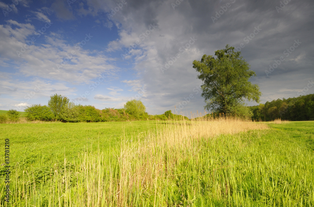 Tree on the meadow 2