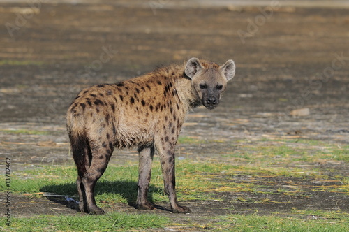 The Spotted Hyena (crocuta crocuta), lake Nakuru, Kenya © PROMA
