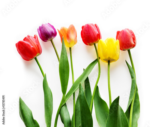 Fototapeta Naklejka Na Ścianę i Meble -  Six Tulips