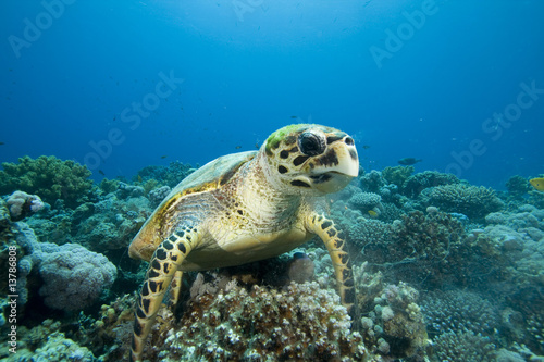 Hawksbill Turtle (Eretmochelys imbricata) © Richard Carey