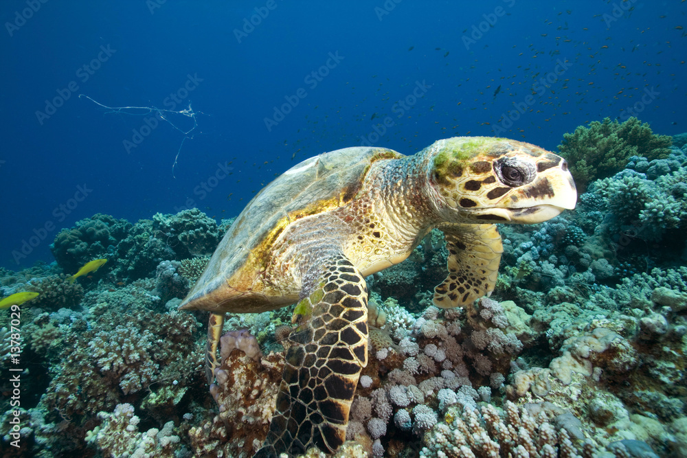 Obraz premium Hawksbill Turtle (Eretmochelys imbricata) feeding on coral