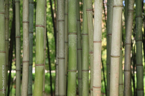 bambou vert