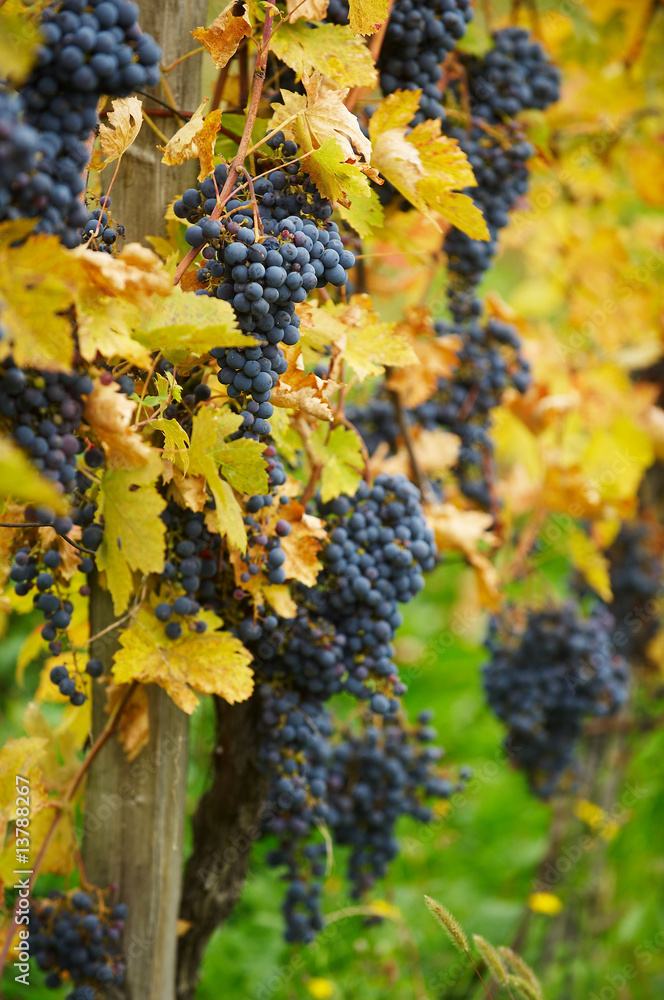 Dark blue grapes of red wine in autumn