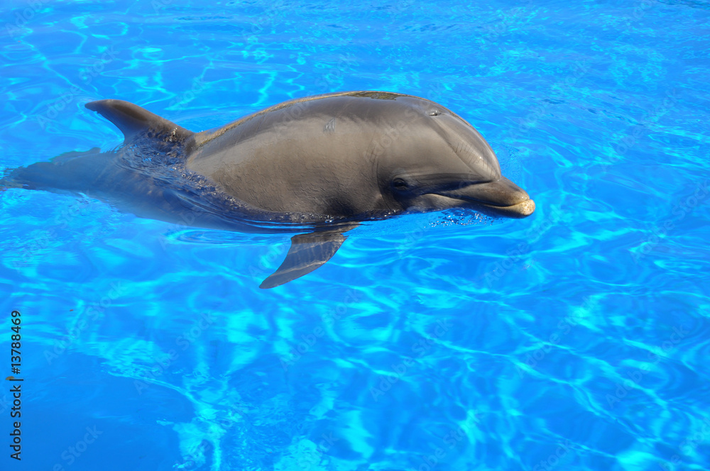 Fototapeta premium flipper