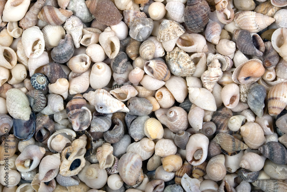Texture of shells