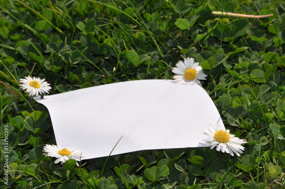 Kamille Stock Photo | Adobe Stock