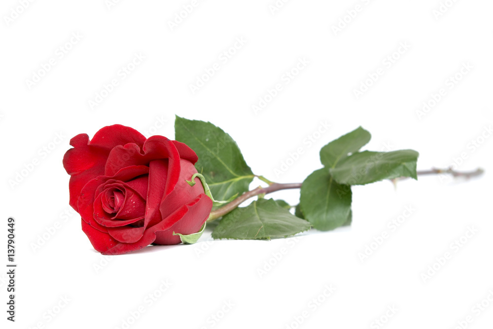 rose rose