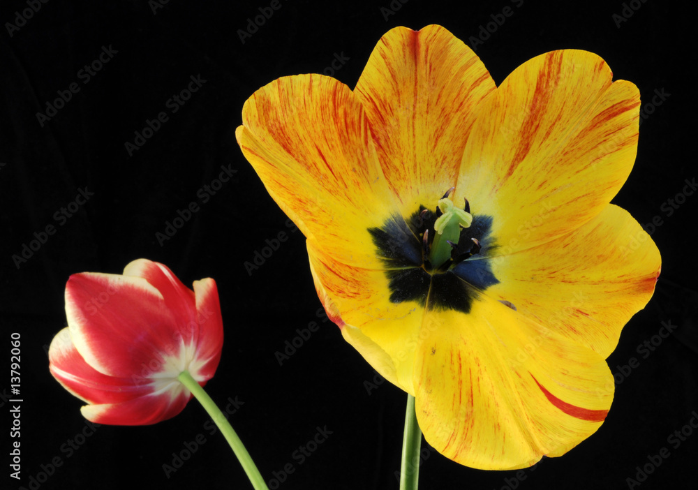 Fototapeta premium tulip