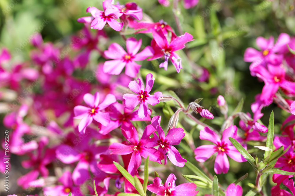 garden composition