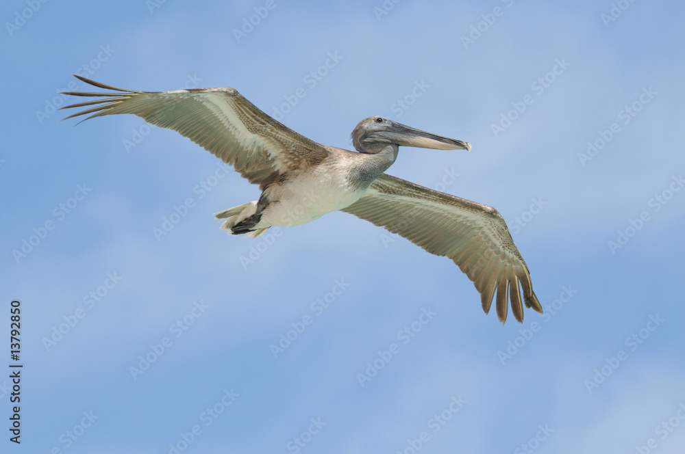 Obraz premium Wild pelican flying