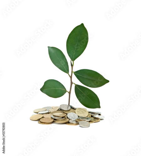 Tree growing from pile of coins photo