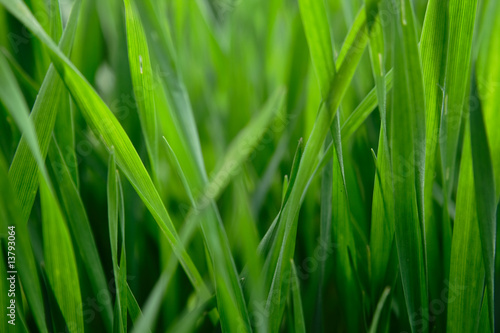 wheat field inside