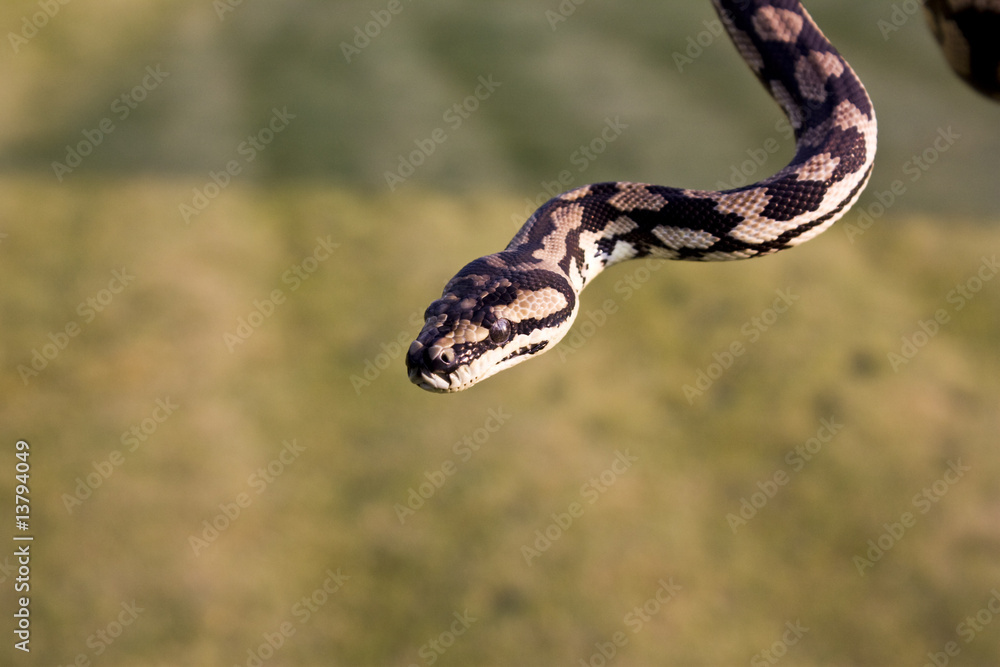 Fototapeta premium Teppichpython (Morelia spilota variegata)