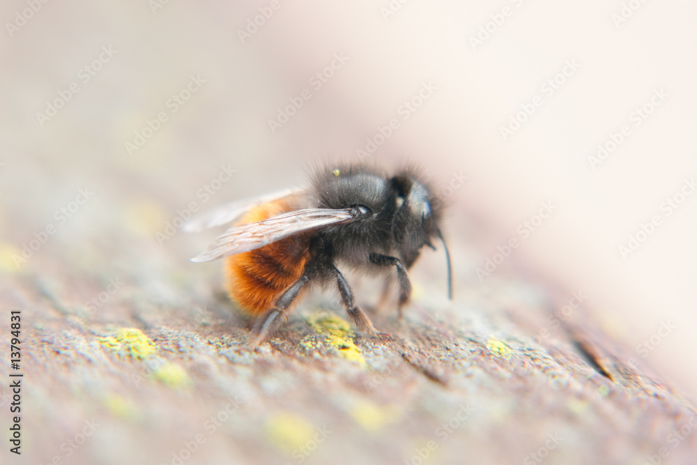 bumble bee close up bumble bee close up
